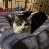 2月16日ひたちなか店に参加するホーリーキャットの保護猫14