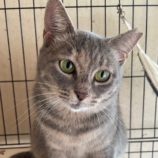 2月16日ひたちなか店に参加するホーリーキャットの保護猫15