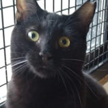 2月16日ひたちなか店に参加するホーリーキャットの保護猫16