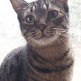 2月16日ひたちなか店に参加するホーリーキャットの保護猫17