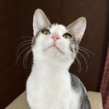 2月16日ひたちなか店に参加するホーリーキャットの保護猫18