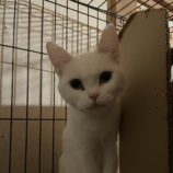 2月16日ひたちなか店に参加するホーリーキャットの保護猫19