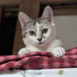 2月16日ひたちなか店に参加するホーリーキャットの保護猫20