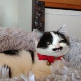 2月16日ひたちなか店に参加するホーリーキャットの保護猫21