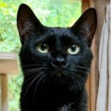 2月22日君津店に参加する富津ねこネットの保護猫01