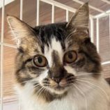 2月22日君津店に参加する富津ねこネットの保護猫03