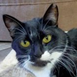 2月22日君津店に参加する富津ねこネットの保護猫04