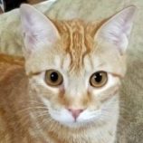 2月22日君津店に参加する富津ねこネットの保護猫05