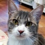 2月22日君津店に参加する富津ねこネットの保護猫07