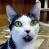 2月22日君津店に参加する富津ねこネットの保護猫08