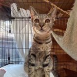 3月2日君津店に参加するの猫レンジャーの保護猫01