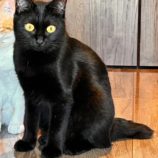 3月2日君津店に参加するの猫レンジャーの保護猫03