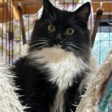 3月2日君津店に参加するの猫レンジャーの保護猫07