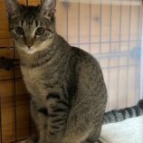 3月2日君津店に参加するの猫レンジャーの保護猫08