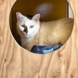 3月2日君津店に参加するの猫レンジャーの保護猫09