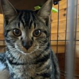 3月2日君津店に参加するの猫レンジャーの保護猫10