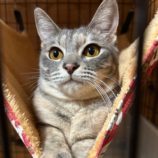 3月2日君津店に参加するの猫レンジャーの保護猫12