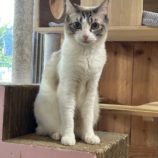 3月2日君津店に参加するの猫レンジャーの保護猫13