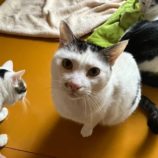 3月2日君津店に参加するの猫レンジャーの保護猫14