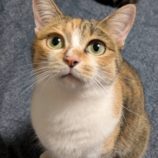 3月2日君津店に参加するの猫レンジャーの保護猫15