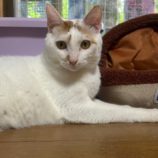 3月2日君津店に参加するの猫レンジャーの保護猫16