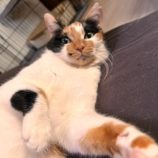 3月2日君津店に参加するの猫レンジャーの保護猫17