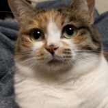 3月2日君津店に参加するの猫レンジャーの保護猫19