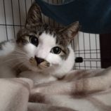 3月2日君津店に参加するの猫レンジャーの保護猫22