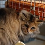 2月16日古河田店に参加するにゃんこの大冒険の保護猫01