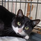 2月16日古河田店に参加するにゃんこの大冒険の保護猫02