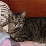 2月16日古河田店に参加するにゃんこの大冒険の保護猫03