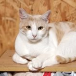 2月16日古河田店に参加するにゃんこの大冒険の保護猫04