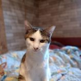 2月16日古河田店に参加するにゃんこの大冒険の保護猫05