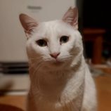 2月16日古河田店に参加するにゃんこの大冒険の保護猫06