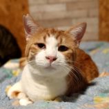 2月16日古河田店に参加するにゃんこの大冒険の保護猫07