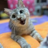 2月23日瑞穂店に参加するまたたび家の保護猫01