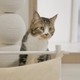 2月23日瑞穂店に参加するまたたび家の保護猫02