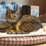 2月23日瑞穂店に参加するまたたび家の保護猫03