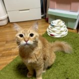 2月23日瑞穂店に参加するまたたび家の保護猫04