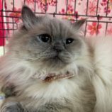 2月23日瑞穂店に参加するまたたび家の保護猫05