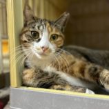 2月23日瑞穂店に参加するまたたび家の保護猫06