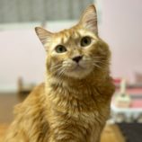 2月23日瑞穂店に参加するまたたび家の保護猫07