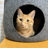 2月23日瑞穂店に参加するまたたび家の保護猫08