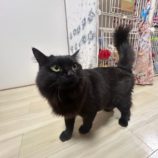 2月23日瑞穂店に参加するまたたび家の保護猫09