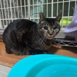 2月23日瑞穂店に参加するまたたび家の保護猫10