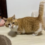 2月23日瑞穂店に参加するまたたび家の保護猫11