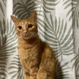 2月23日瑞穂店に参加するまたたび家の保護猫12