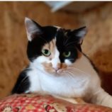 2月9日守谷店に参加するにゃんこの大冒険の保護猫03