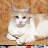 2月9日守谷店に参加するにゃんこの大冒険の保護猫04