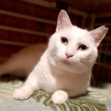 2月9日守谷店に参加するにゃんこの大冒険の保護猫05